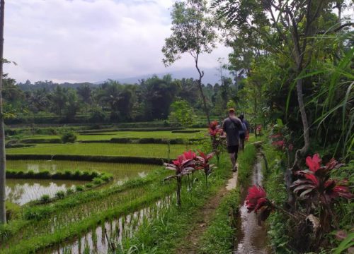 Day Tour In Tetebatu Village Lombok